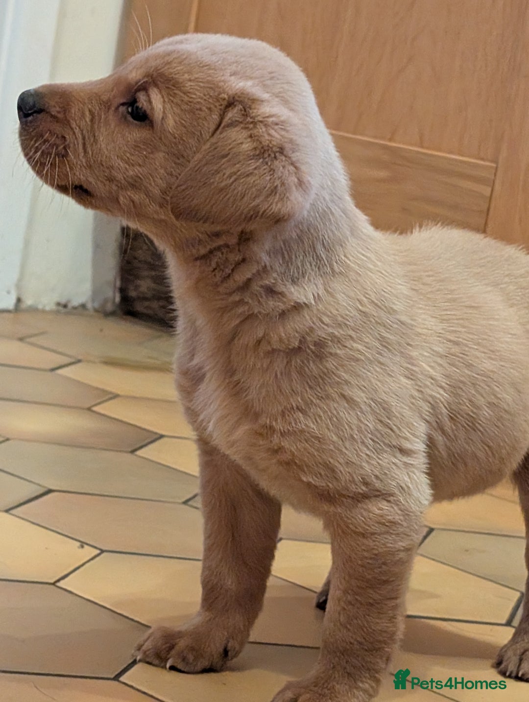 Labrador Retriever dogs for sale: Stunning litter of Labrador retriever pups  - Advert 16