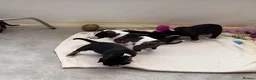 English Bull Terrier dogs for sale: Stunning English bull terrier puppies  - Advert 5