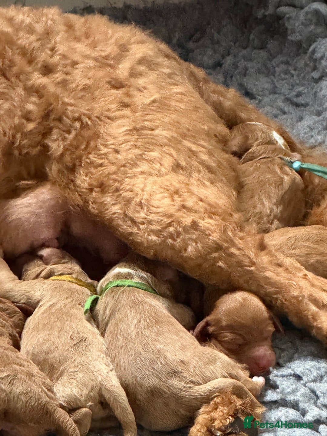 Australian Labradoodle dogs for sale: 5* Health tested Australian Labradoodles - Image 16
