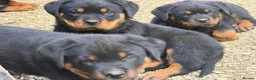 Rottweiler dogs for sale: 🎶Excellent top big 🧸bones quality pups🧸🧸 - Advert 4