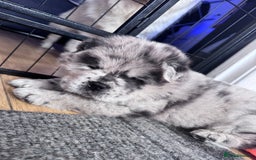 Chow Chow dogs for sale: Last 2 Beautiful chow chow puppies - Image 35