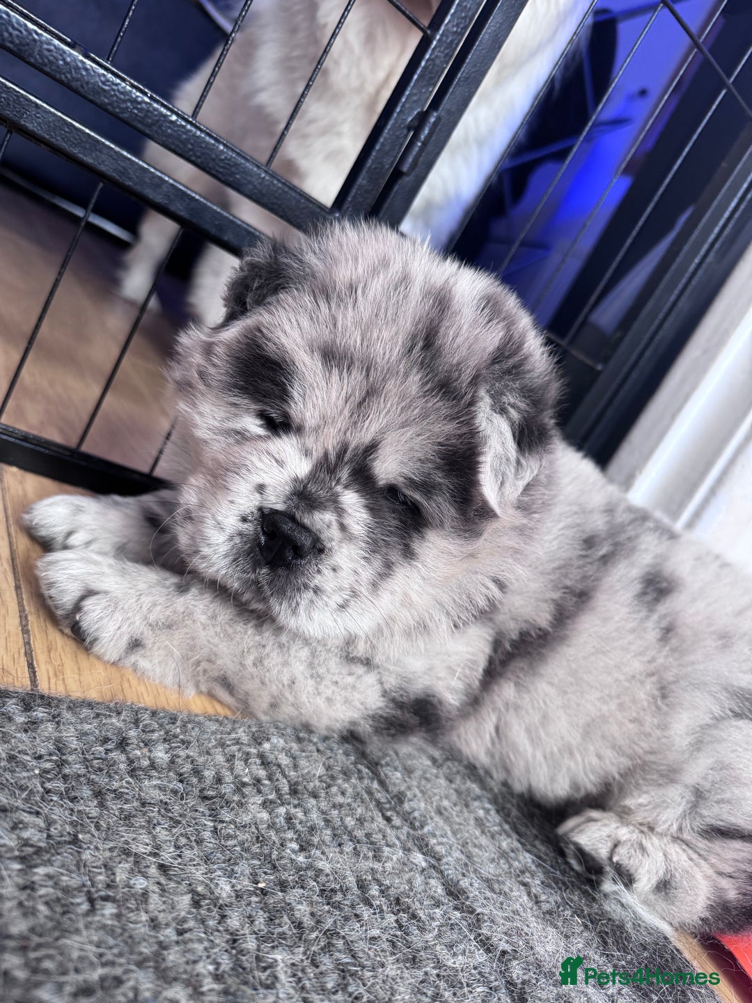 Chow Chow dogs for sale: Last 2 Beautiful chow chow puppies - Image 35