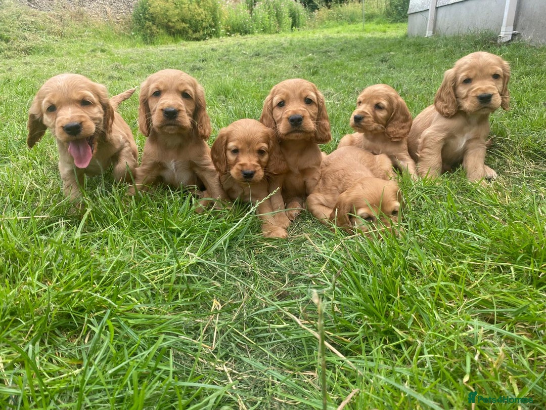 Cocker Spaniel dogs for sale: Show Type Cocker Spaniel Puppies - Advert 3