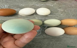 Chickens poultry for sale: Fertile hatching eggs available. One day old chick - Image 7