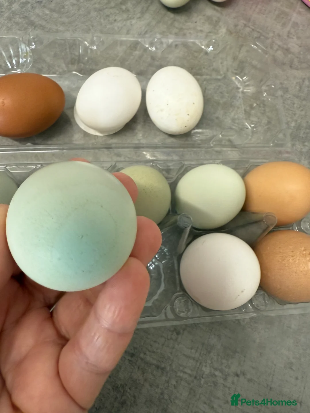 Chickens poultry for sale: Hatching eggs available. One day old chick -pol - Advert 10