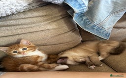 Mixed Breed cats for sale: Three stunning kittens for sale - Image 7