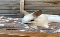 Netherland Dwarf rabbits for sale: Gorgeous Netherland dwarf bunnies  - Image 8