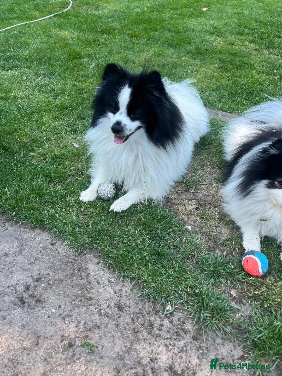 German Spitz dogs for stud: German spitz stud - Advert 4