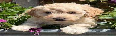 Cockapoo 3