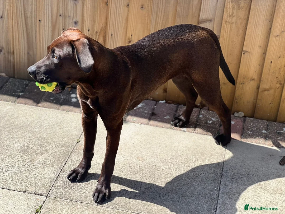 Labrador Retriever dogs for sale: Rehome 7 Month Old Working Type Labrador Retriever - Advert 2