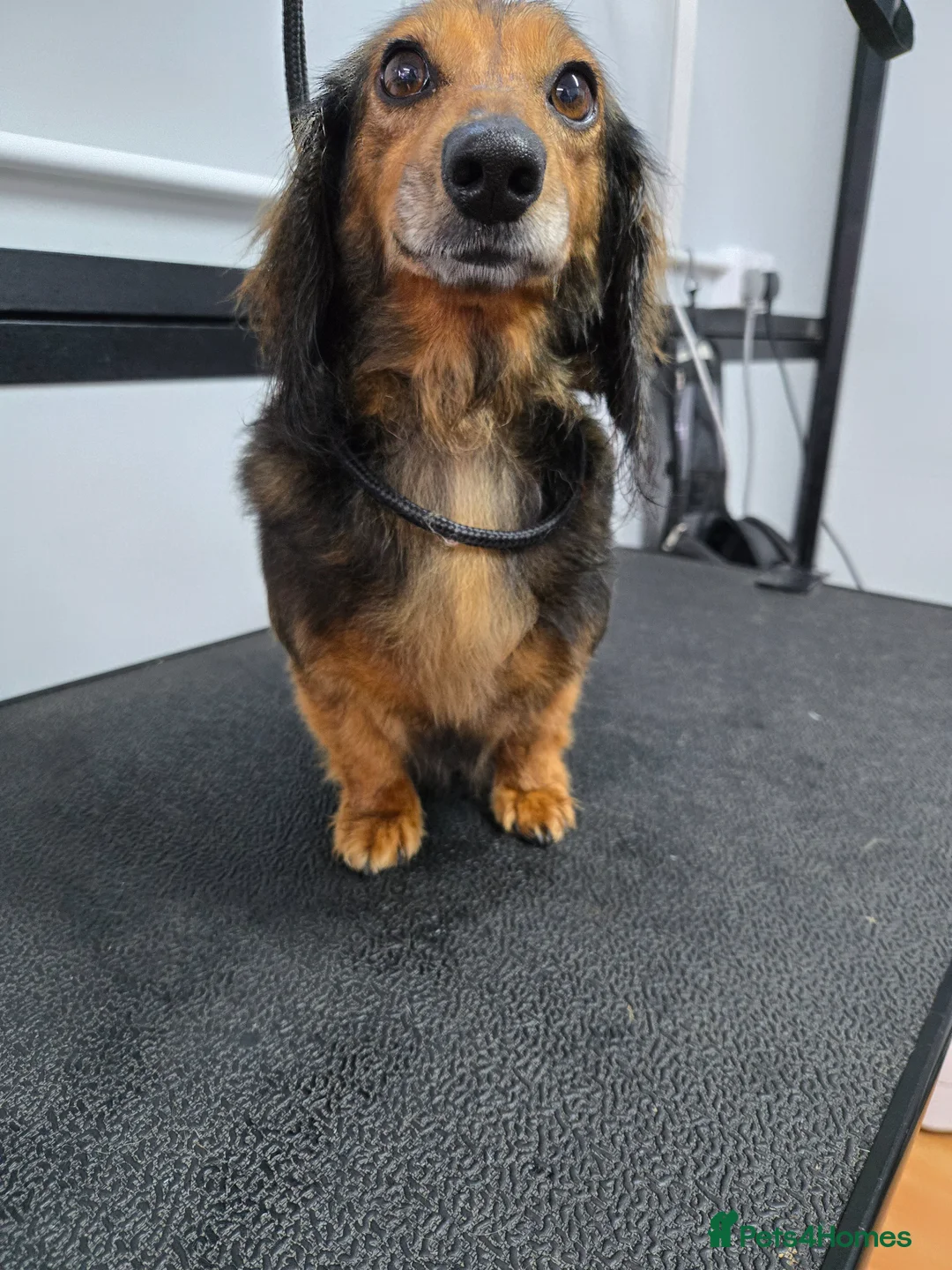 Miniature Dachshund dogs for sale: miniature dachshund long haired female - Advert 1