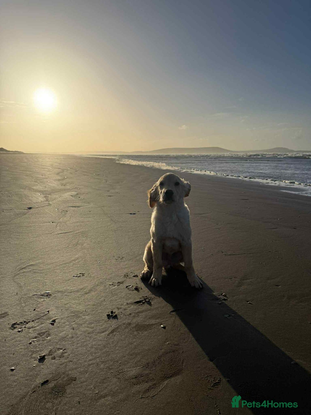 Golden Retriever dogs for sale: Beautiful Fully Trained KC Male Golden Retriever - Image 4