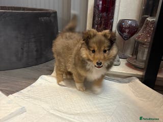 Shetland Sheepdog dogs Shetland sheepdog puppy looking for forever home - Advert 2