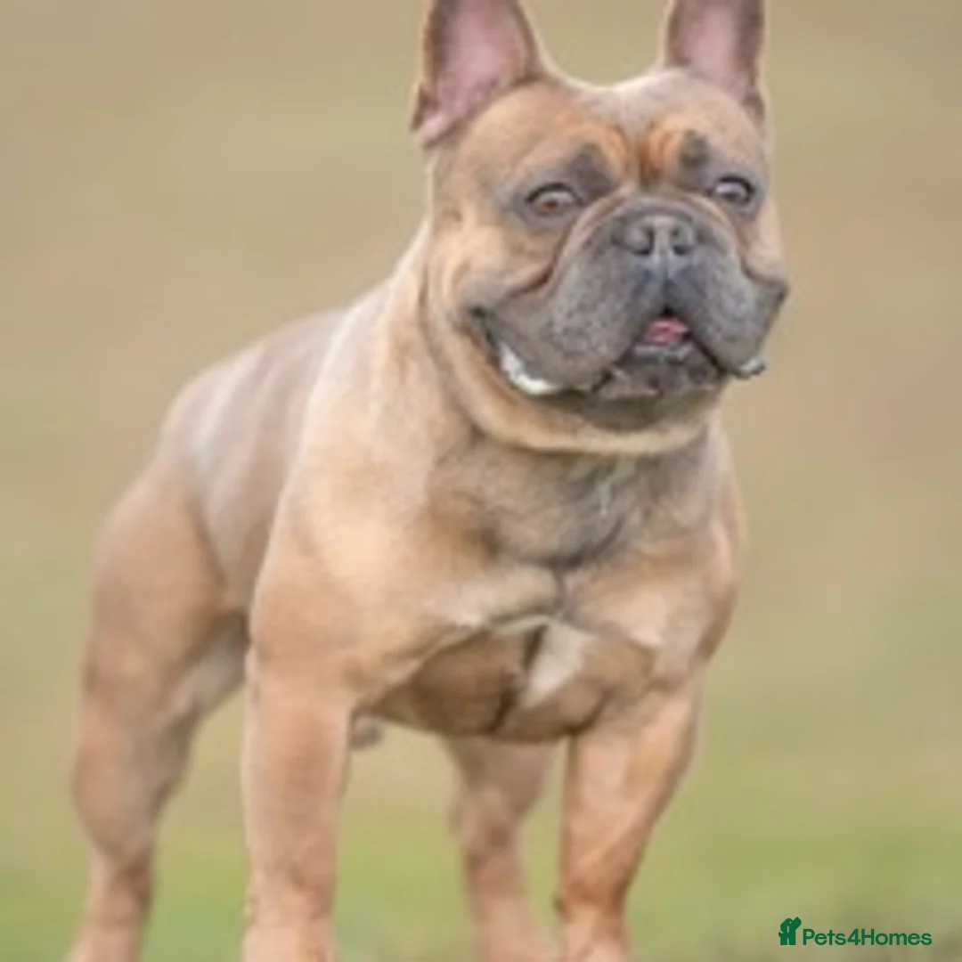 French Bulldog dogs for stud: French Bulldog Stud in Abertillery - Advert 17