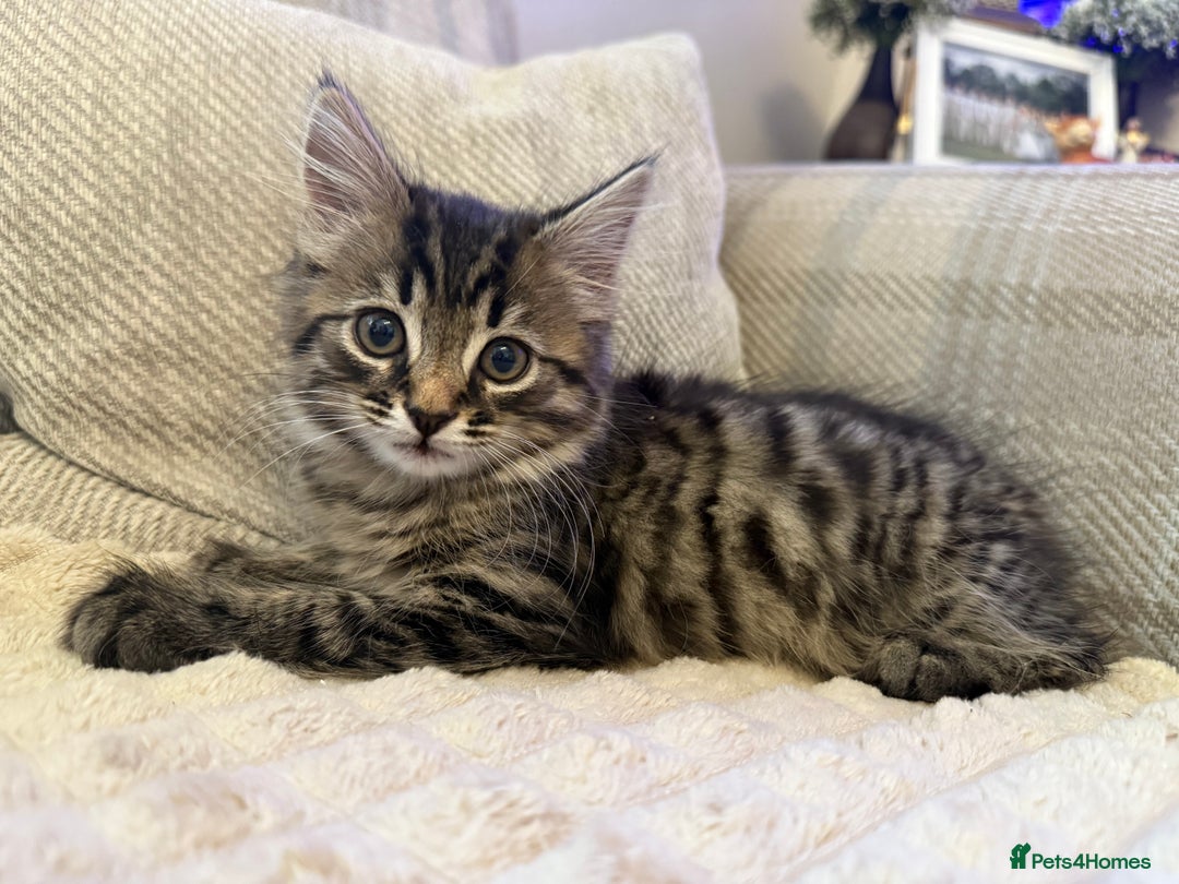 Mixed Breed cats for sale: Beautiful tabby boy kitten  - Image 2