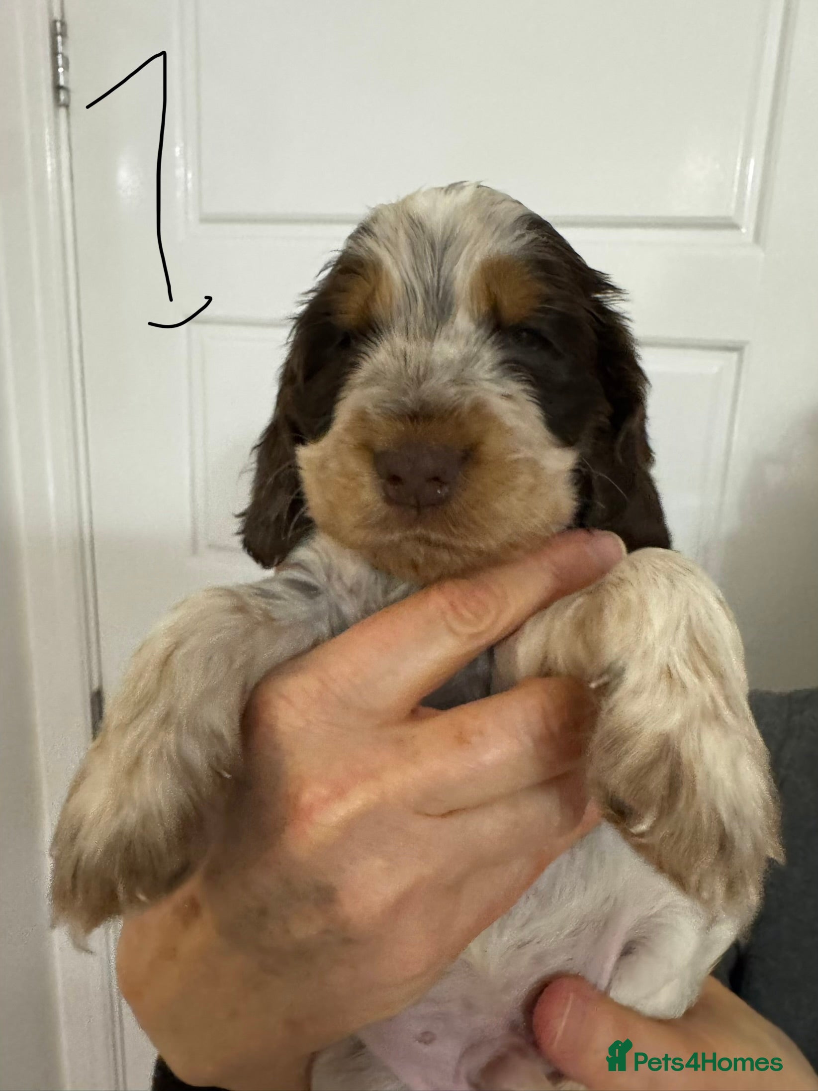 Cocker Spaniel dogs KC registered cocker spaniel pups - Advert 2