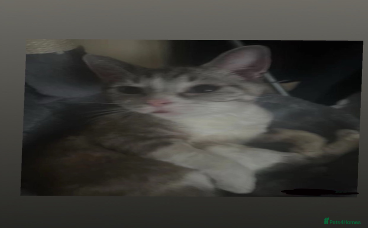 Domestic Shorthair cats - Advert 2