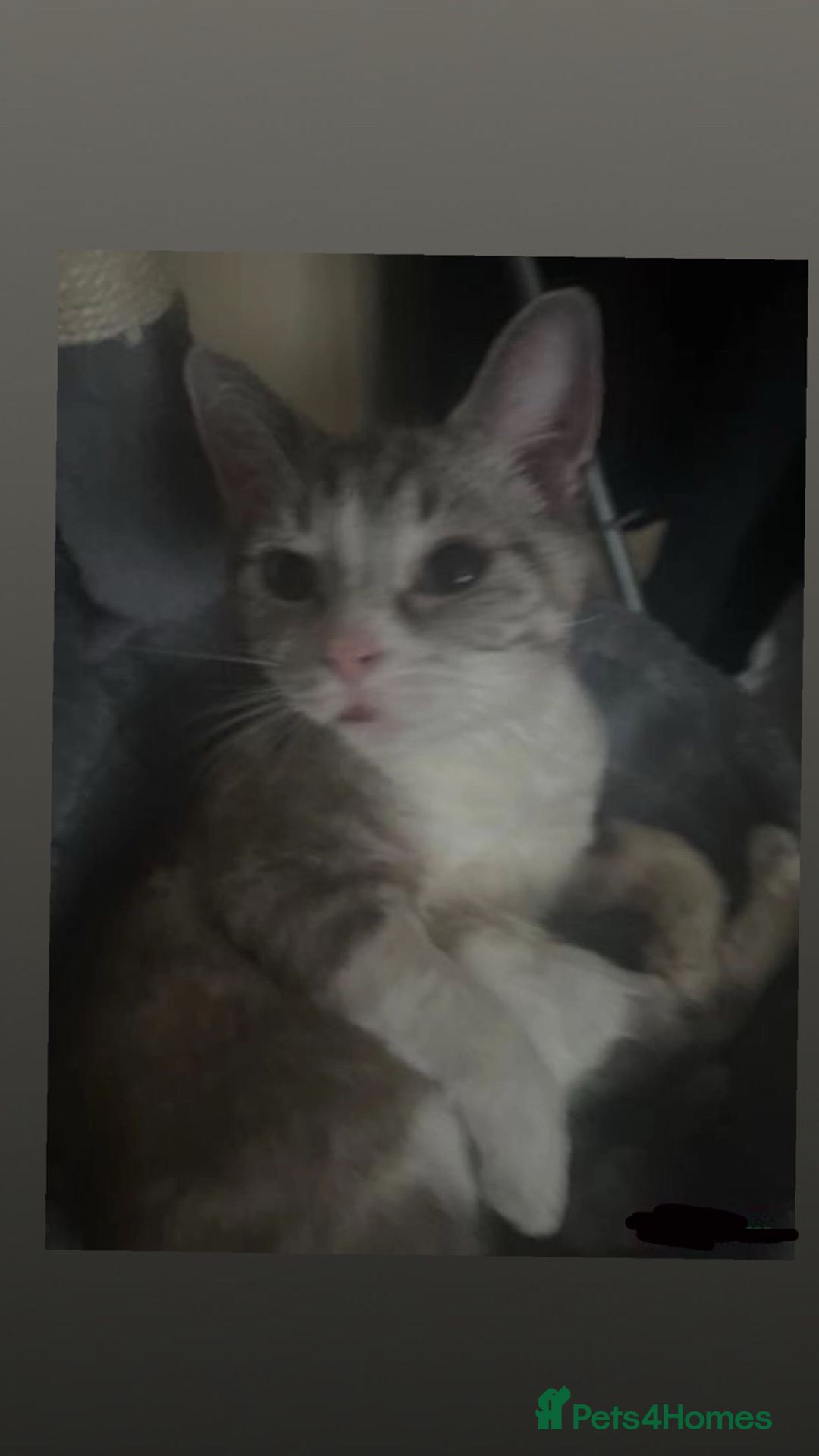 Domestic Shorthair cats for sale: For Free 2 Year Old Female Cat To A Loving Homee - Image 1