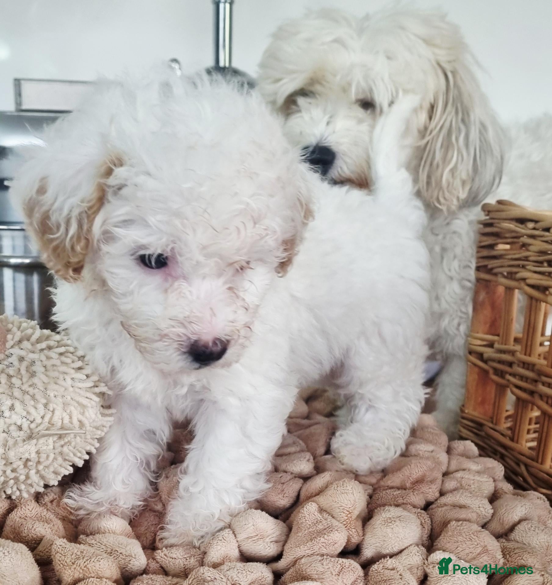 Maltipoo dogs Maltipoo's  - Advert 5