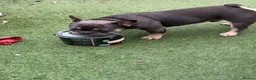 French Bulldog dogs for sale: Stitch  - Advert 2