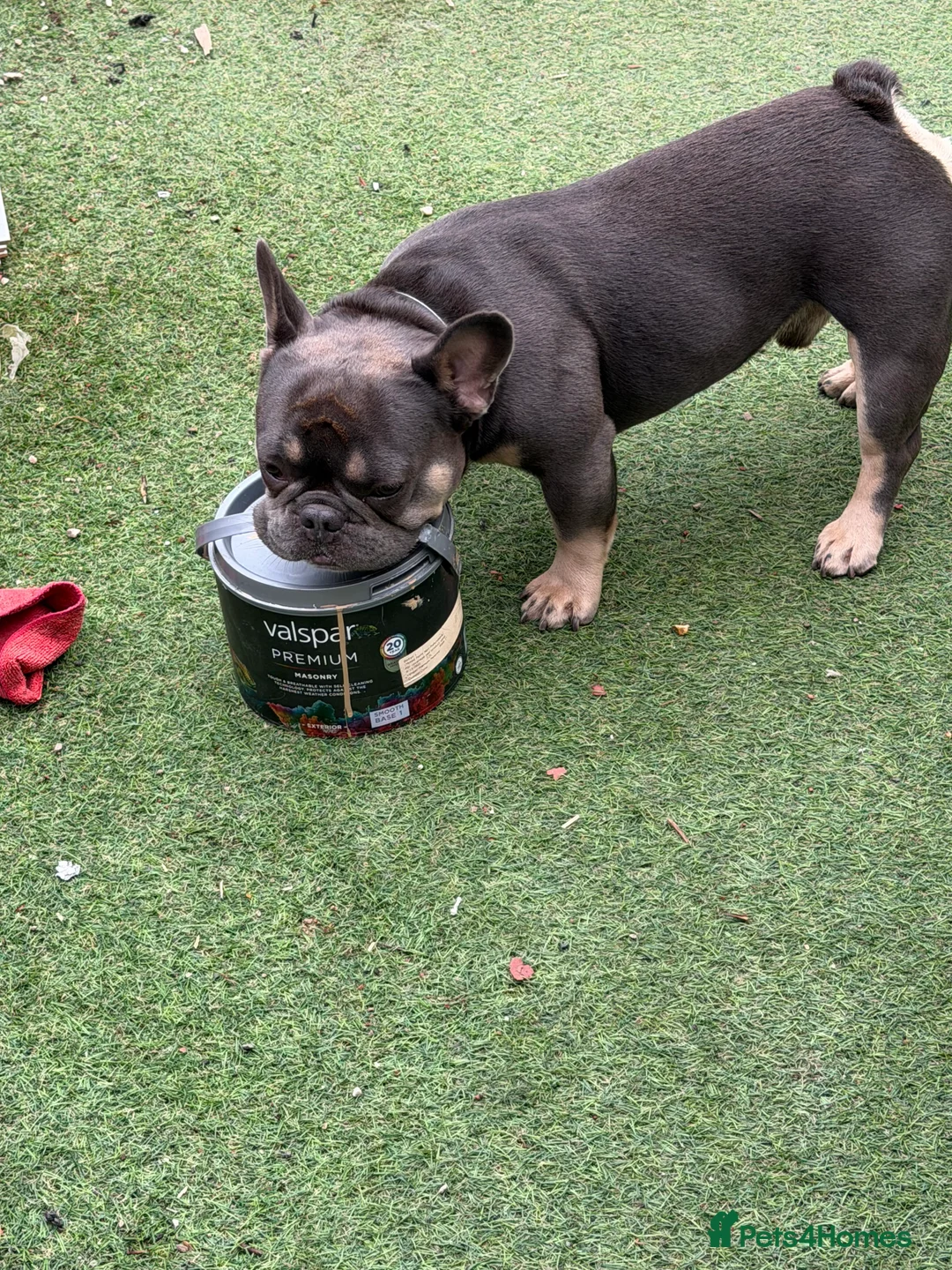 French Bulldog dogs for sale: Stitch  - Advert 2
