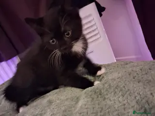 Mixed Breed cats Gorgeous kittens Ready to leave 🧡 - Advert 1