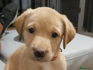 Labrador Retriever dogs - Advert 3