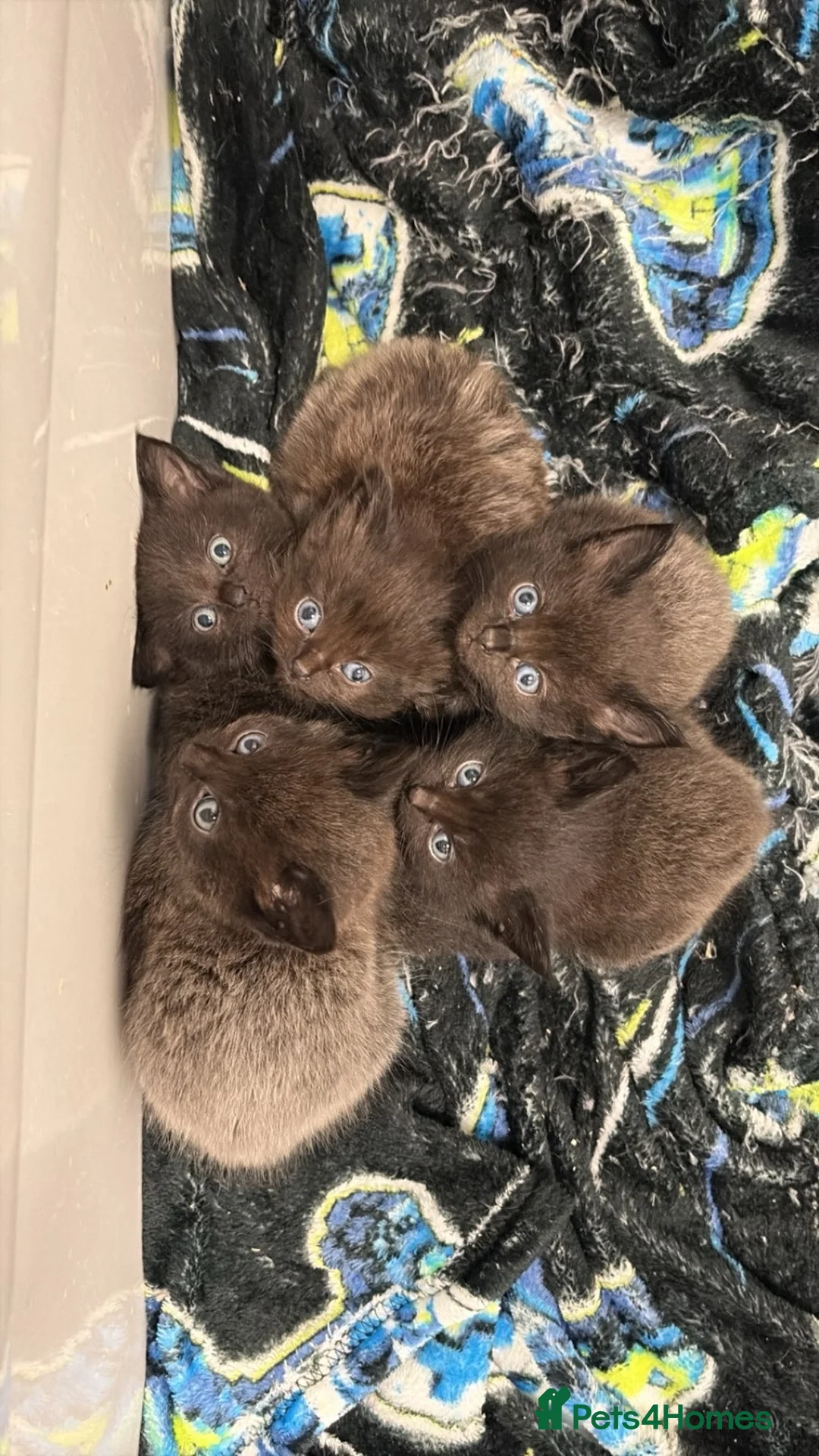 Mixed Breed cats for sale: Black and silver kittens  - Advert 1