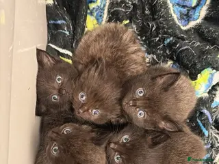 Mixed Breed cats Black and silver kittens - Advert 2