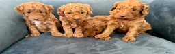 Australian Labradoodle dogs for sale: Australian Double Doodle Miniature puppies. - Advert 7