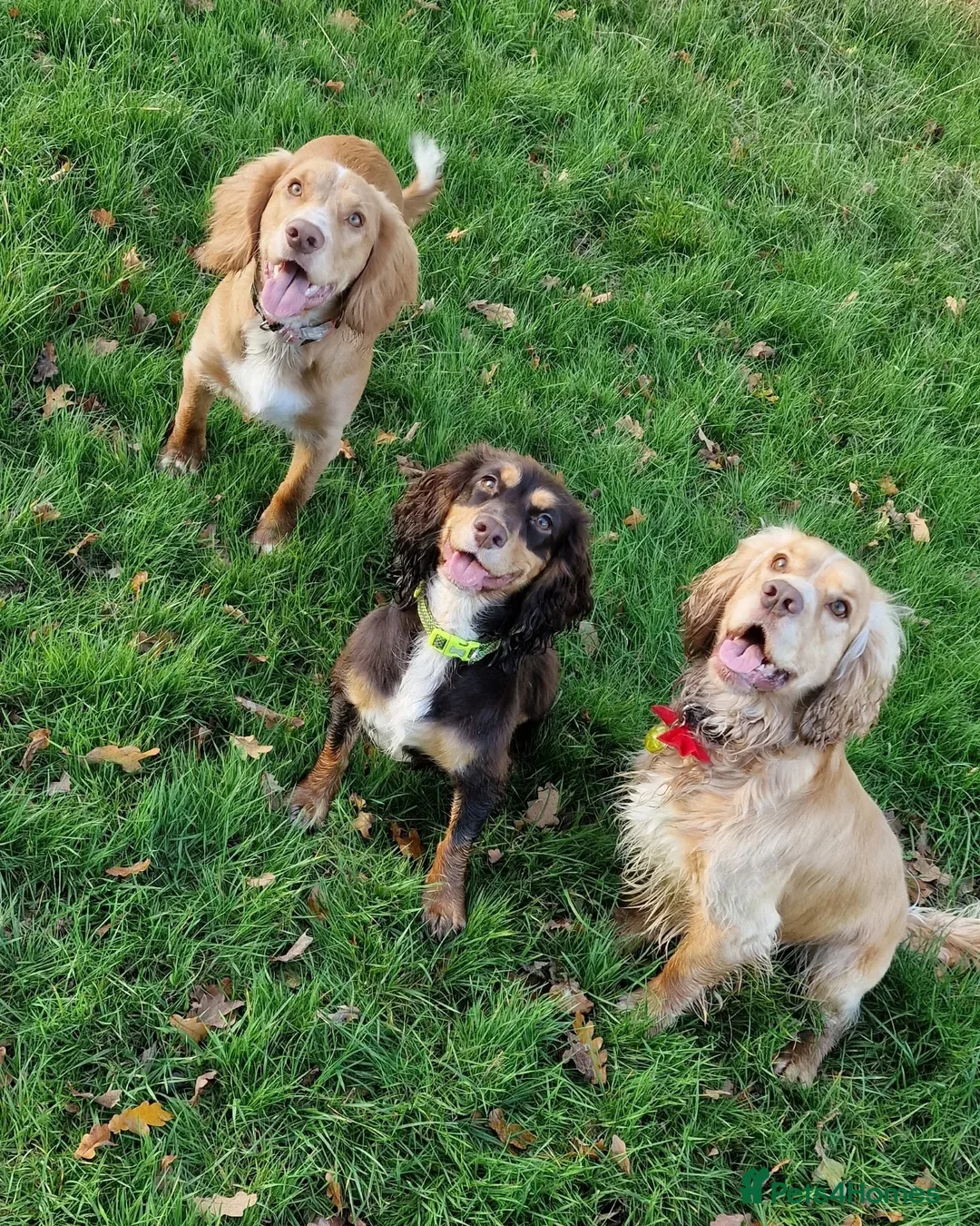 Cocker Spaniel dogs for stud: PROVEN STUD DOG HEALTH TESTED in Ingatestone - Image 4
