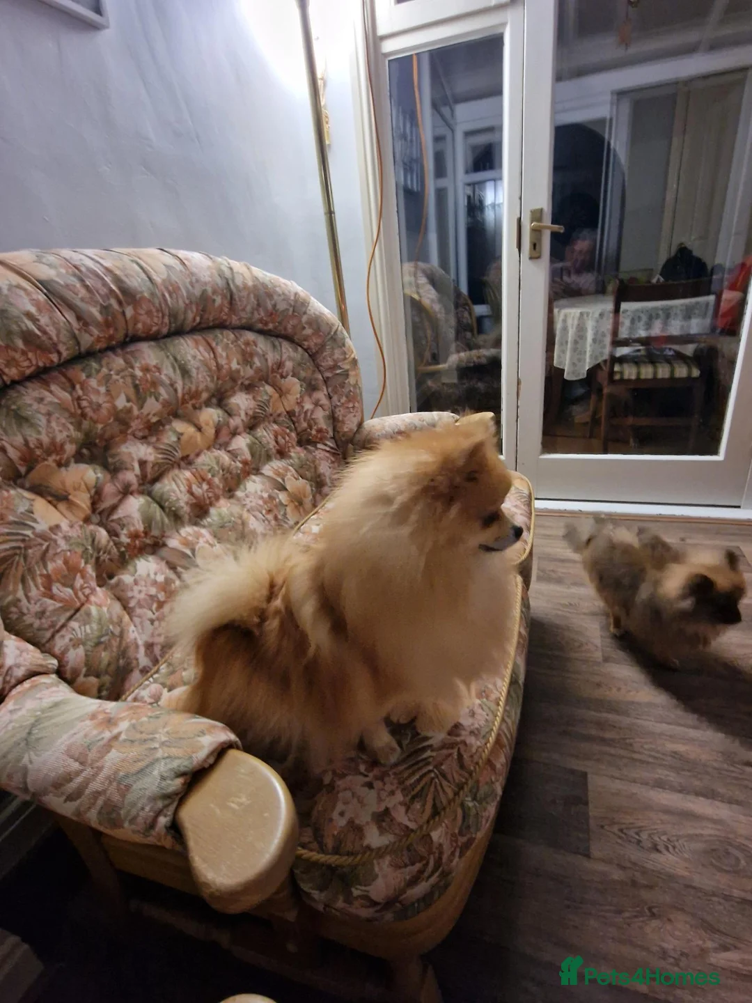 Pomeranian dogs for sale: Beautiful male pomeranian  in Evesham - Advert 6