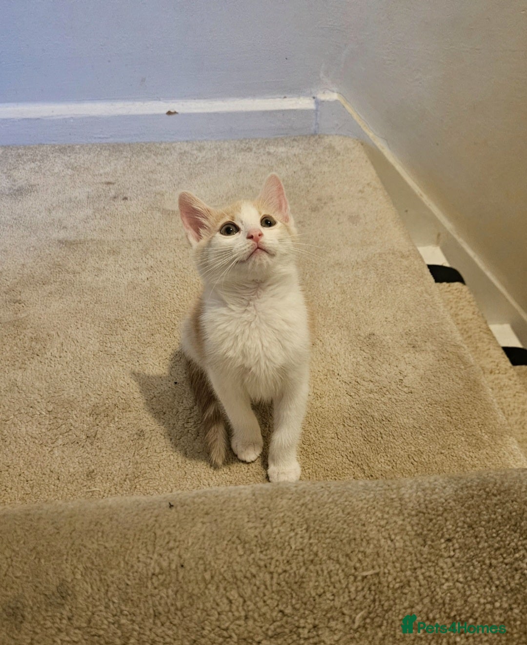 Mixed Breed cats for sale: Beautiful kitten  - Image 1