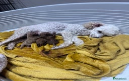 Toy Poodle dogs for sale: Last Toy Poodle girl 🐩 - Image 13