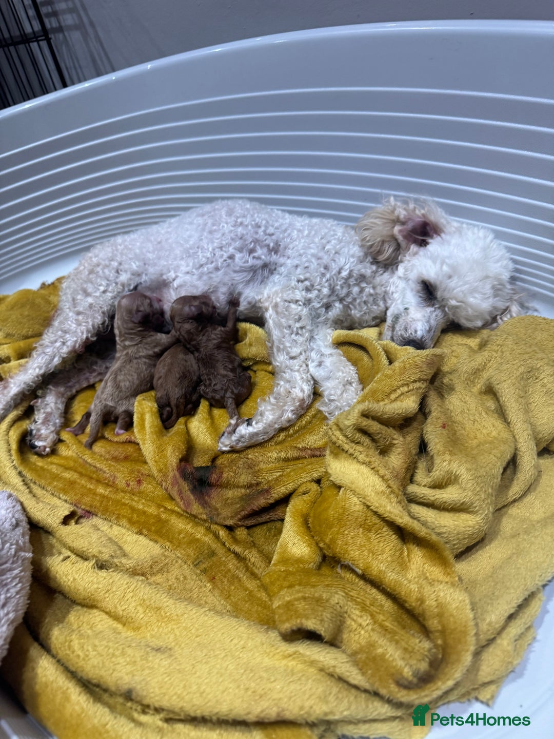 Toy Poodle dogs for sale: Last Toy Poodle girl 🐩 - Image 13