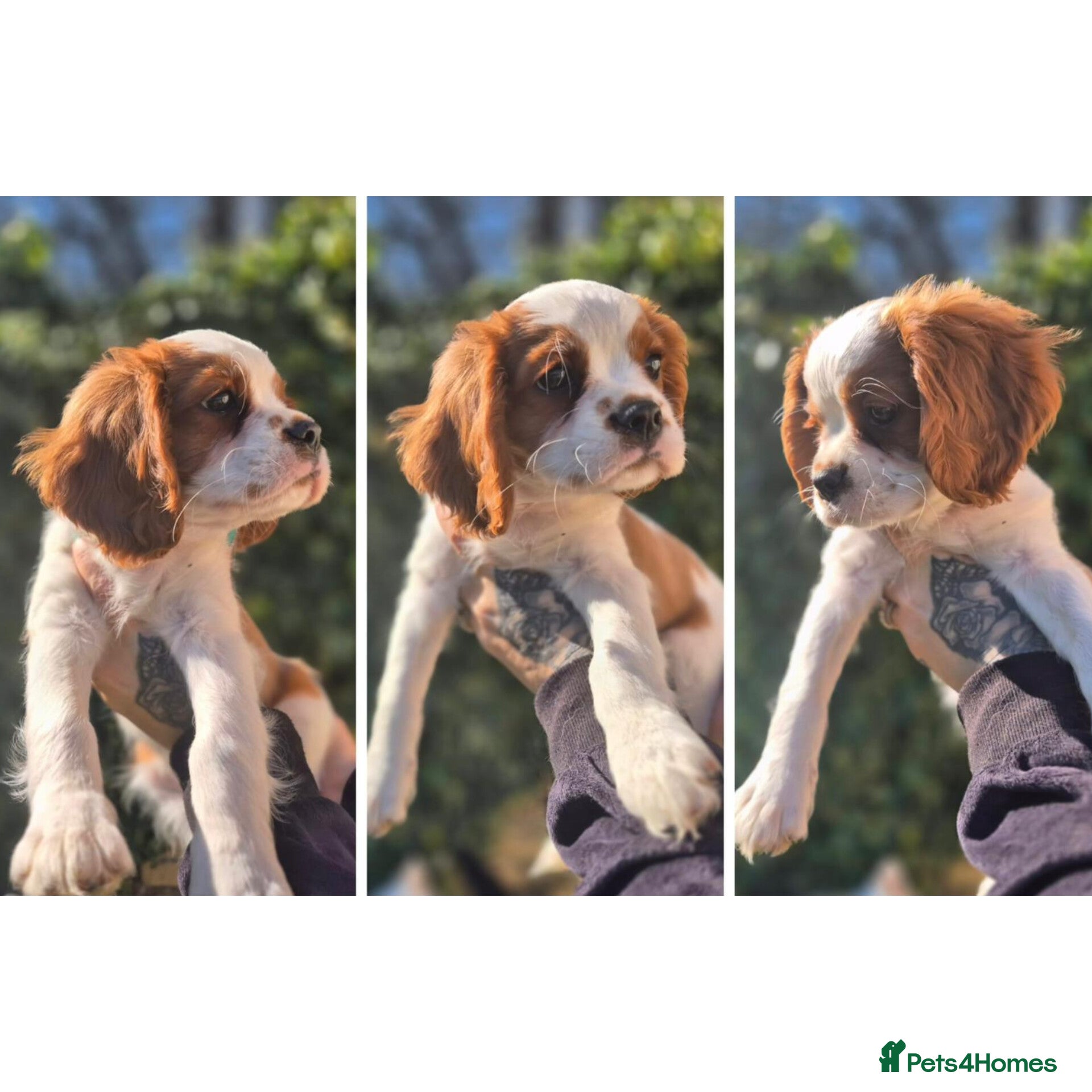 Cavalier King Charles Spaniel dogs Last boy left ready to go now ❤️ - Advert 10