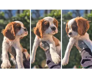 Cavalier King Charles Spaniel dogs Last boy left ready to go now ❤️ - Advert 13