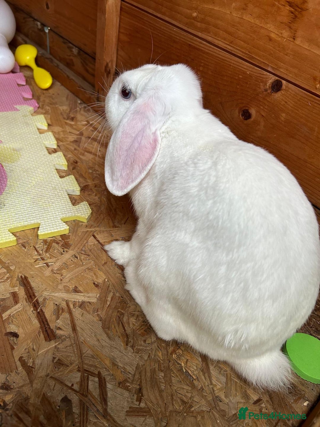 Mini Lop rabbits for sale: White male mini lop  - Image 2