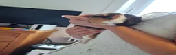 Guinea Pig rodents for sale: 2 guinea pigs  in Kilmacolm - Advert 13