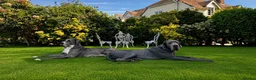 Great Dane dogs for sale: Stunning KC Registered champion bloodline Puppies - Advert 5