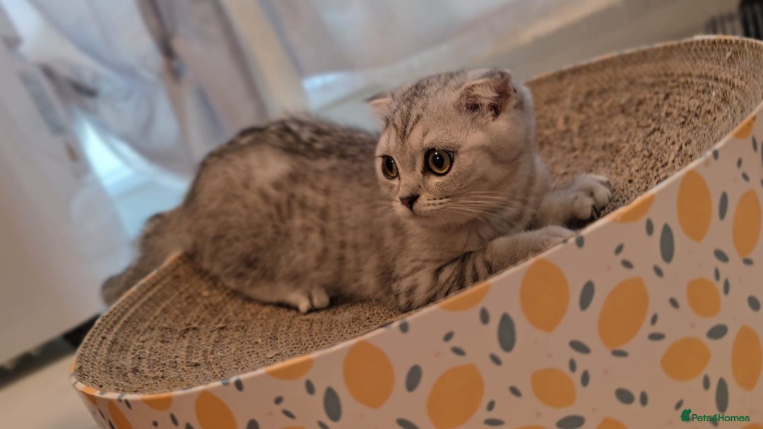 Scottish Fold cats for sale: Scottish fold kittens (price down due to holiday) - Image 11