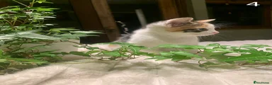 Mixed Breed Kitten 4