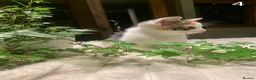 Mixed Breed cats for sale: KITTENS! Batch of cuties for sale in Basingstoke - Advert 4