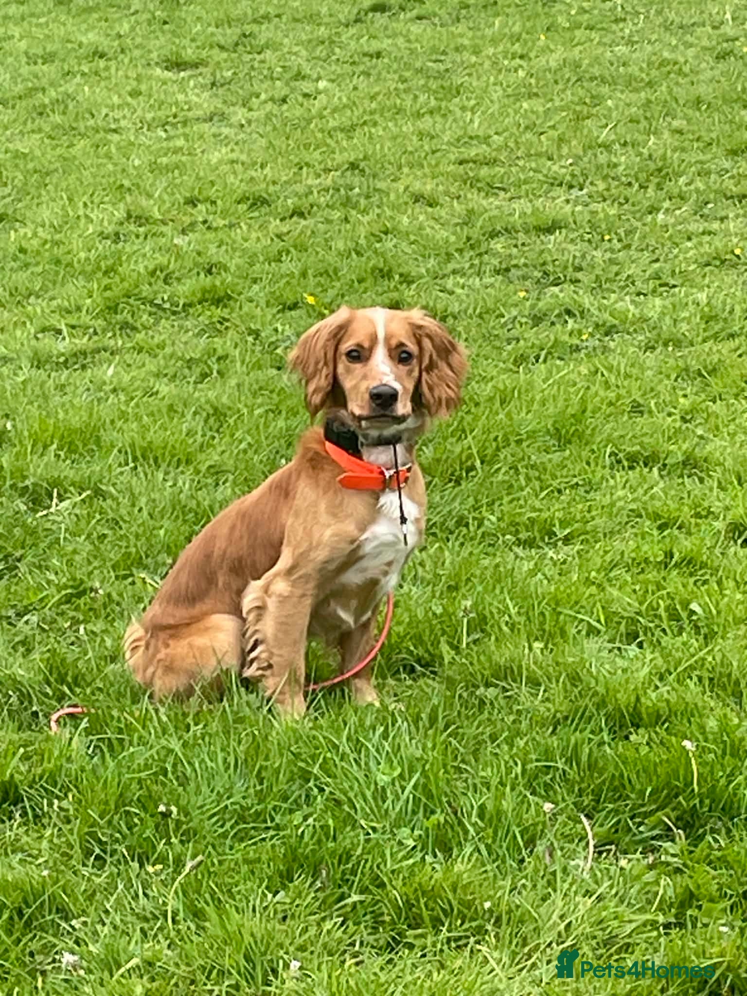 Cocker Spaniel dogs for stud: 2.6 year KC working cocker PROVEN - Advert 2