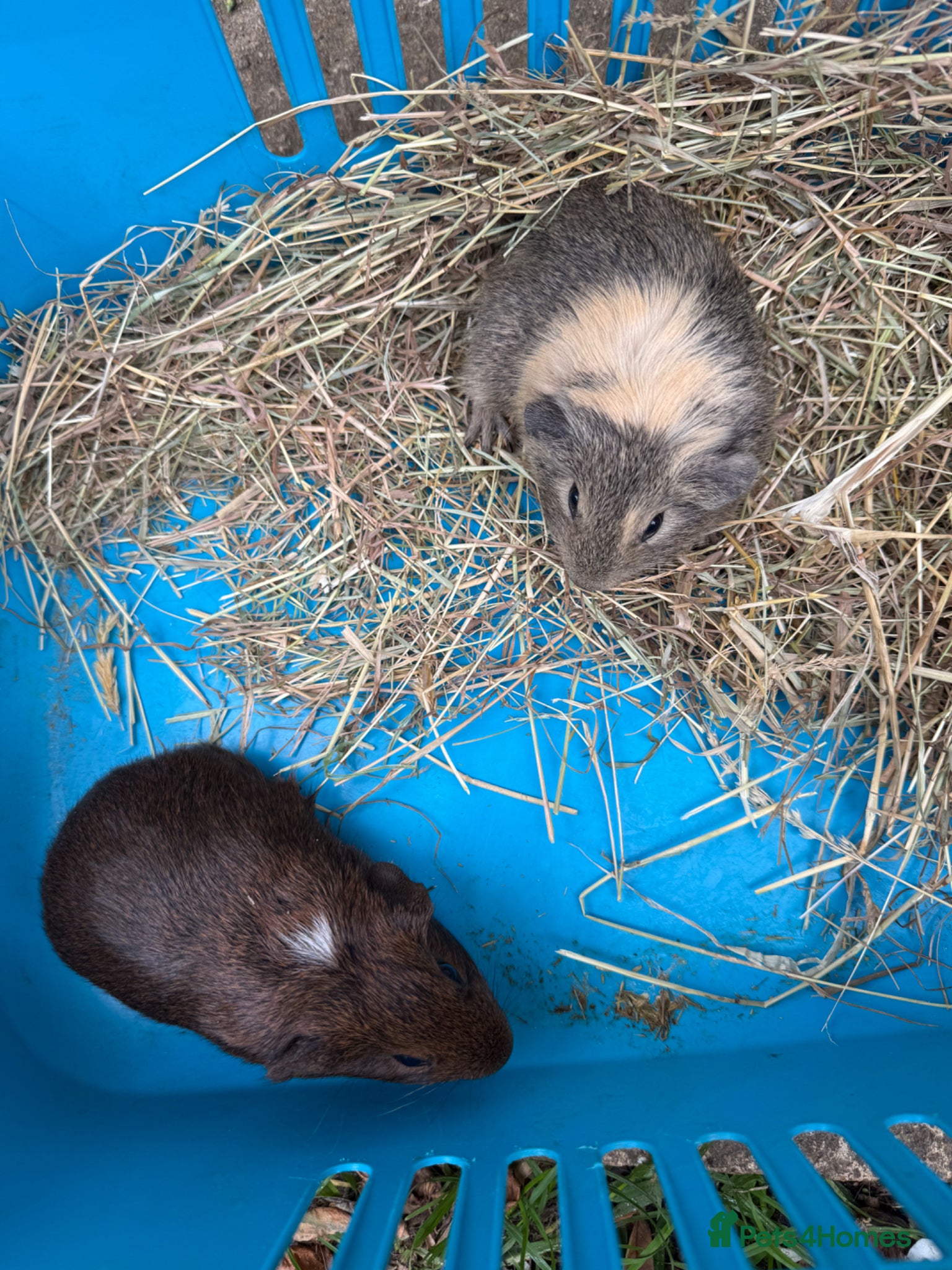 Guinea Pig rodents Male baby Guinea Pigs for sale - Advert 1