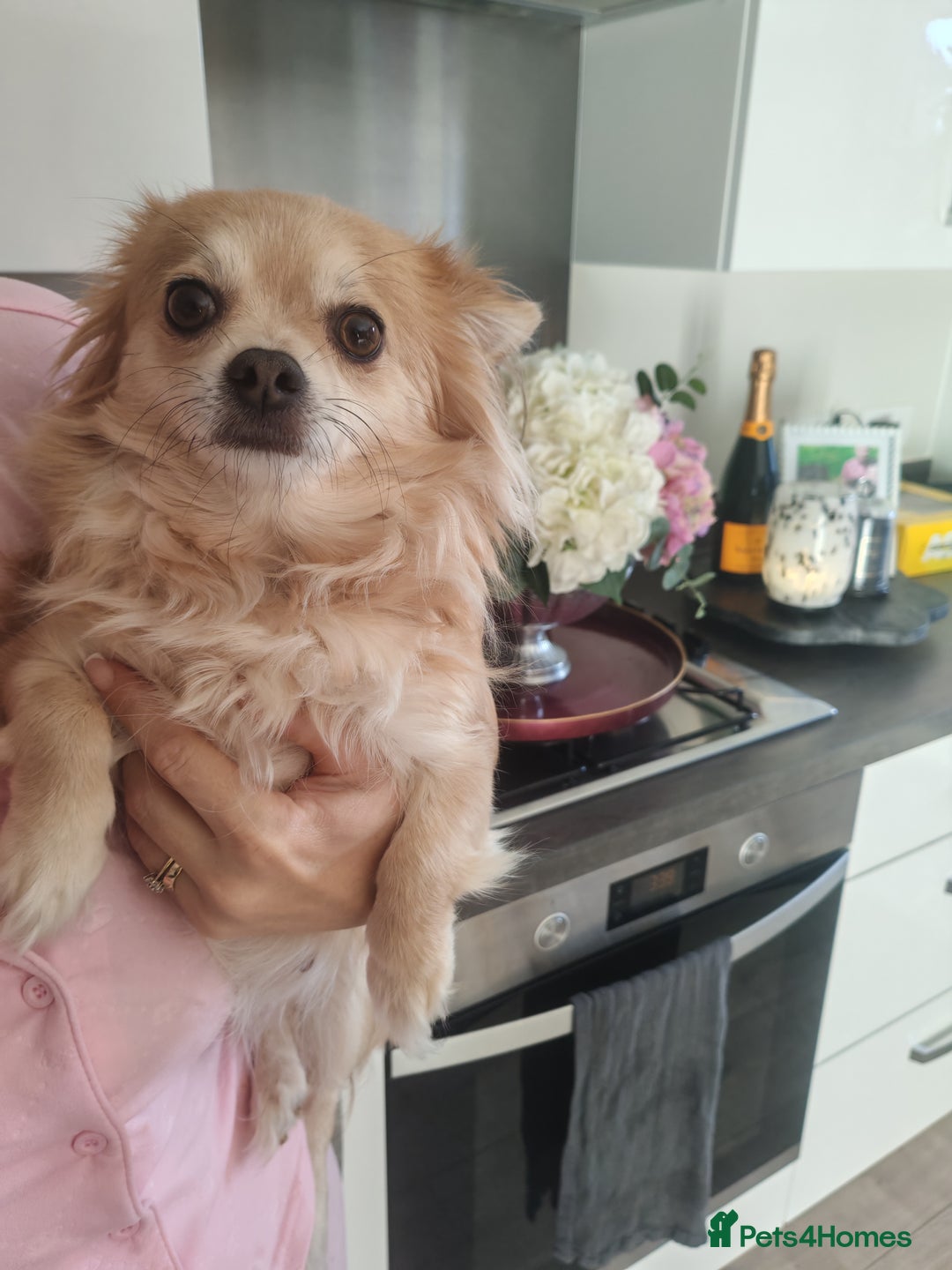 Pomchi dogs for sale: Beautiful Pomchi little girl only one in litter.   - Advert 6