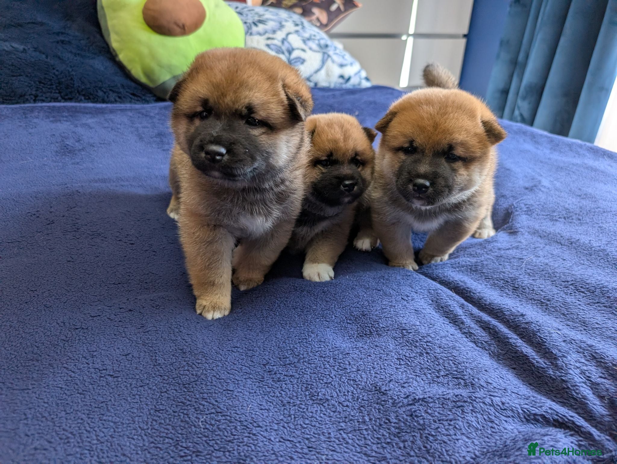 Japanese Shiba Inu dogs Lovely Shiba Inu Puppies, Ready for home late Aug - Advert 2