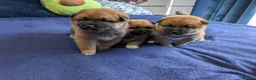 Japanese Shiba Inu dogs for sale: Lovely Shiba Inu Puppies, Ready for home late Aug in Corby - Advert 2