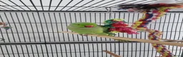 Parakeets birds for sale: Pair of IndianRingneck + Cage proven Breeding Pair in Burnley - Advert 3