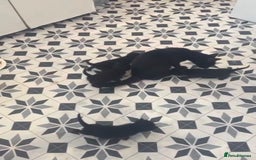 Domestic Shorthair cats for sale: Adorable 6WeekOld Kittens Looking for Loving Home. - Image 6